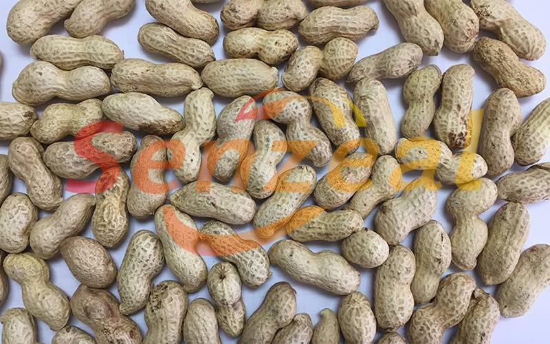 Peanut In Shell